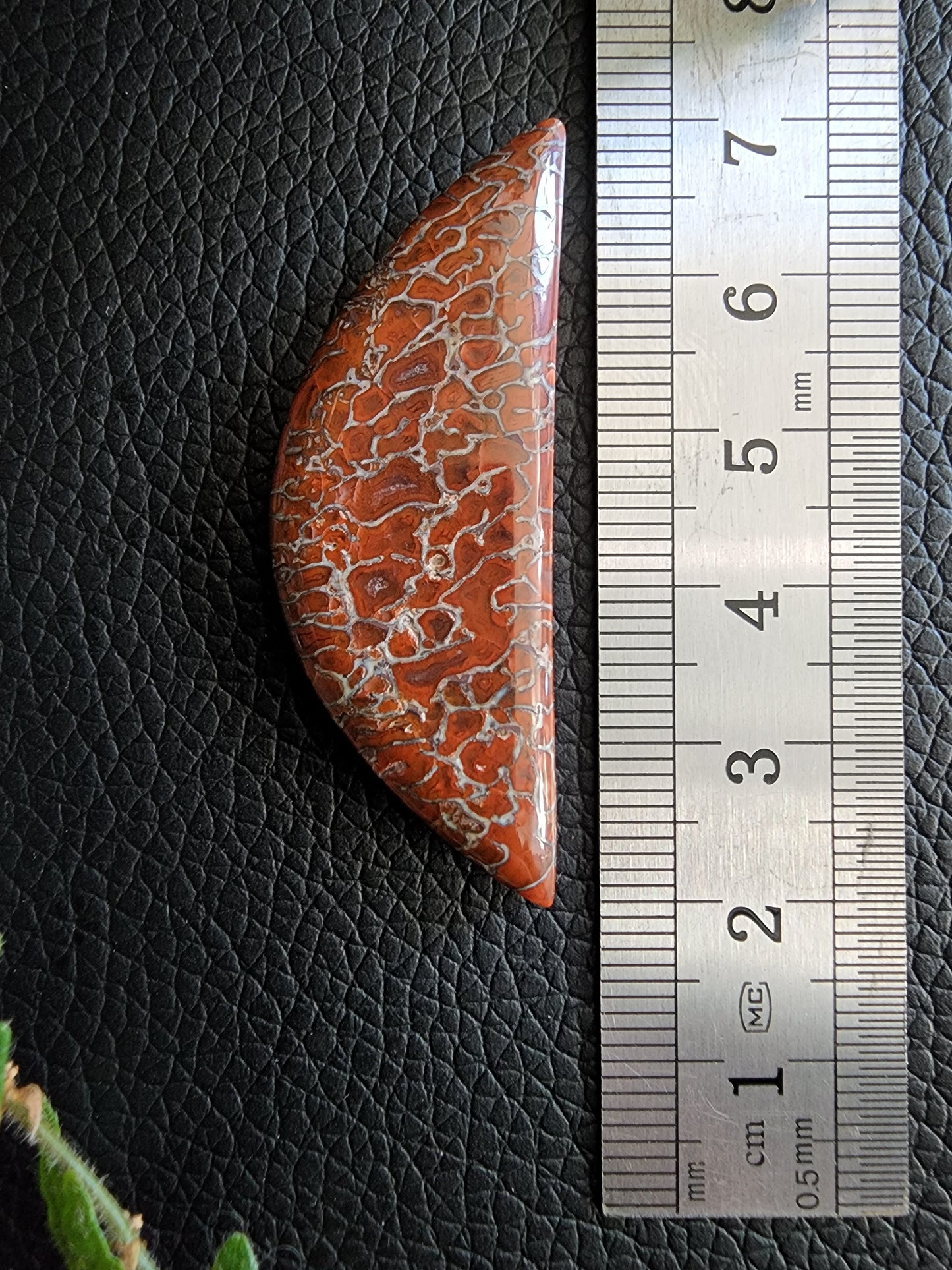 Gem dino bone cabochon