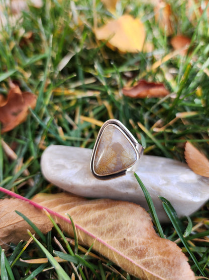Fossil Coral |size 8|