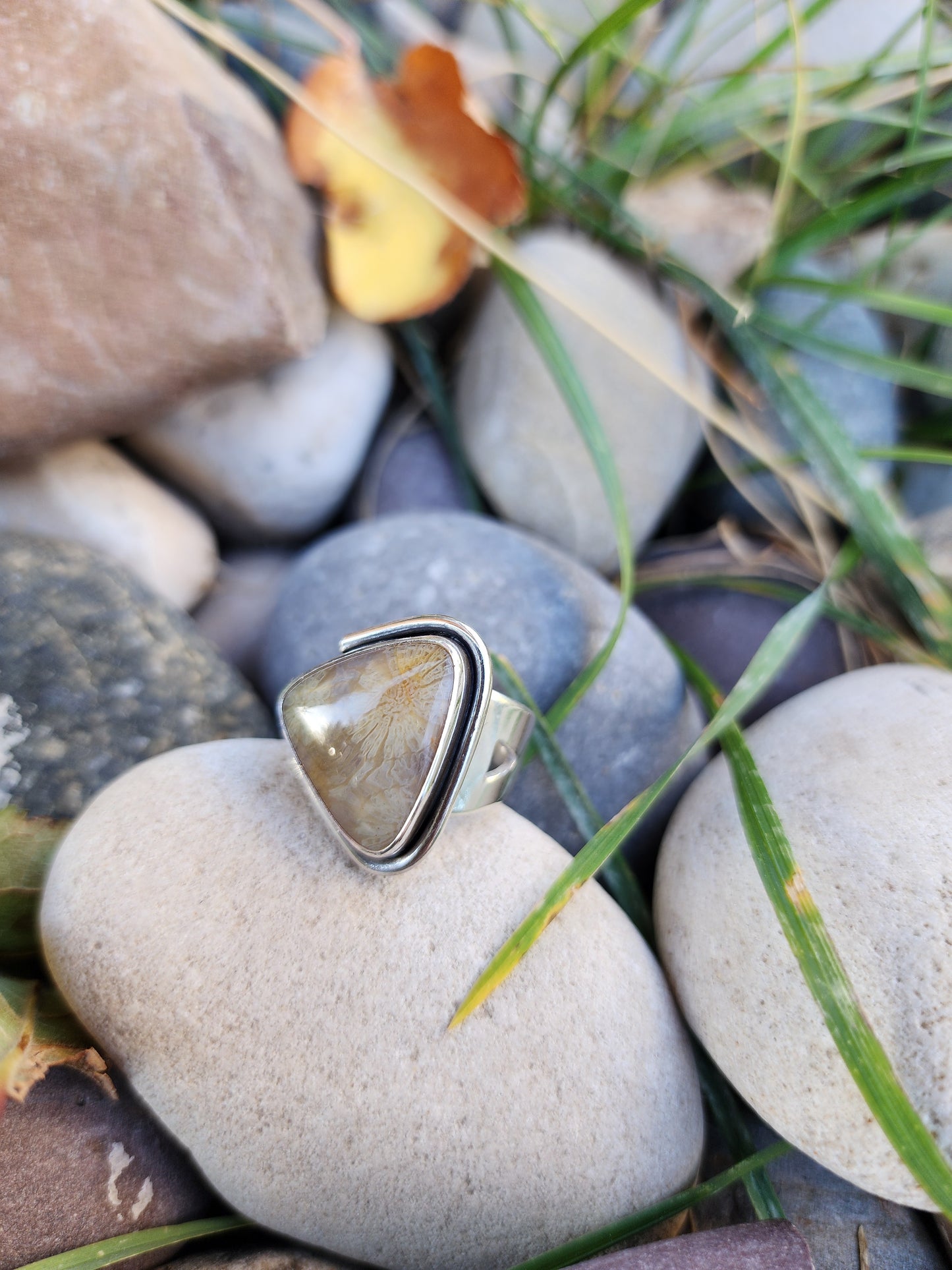 Fossil Coral |size 8|